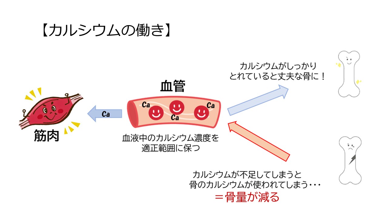 カルシウムの働き