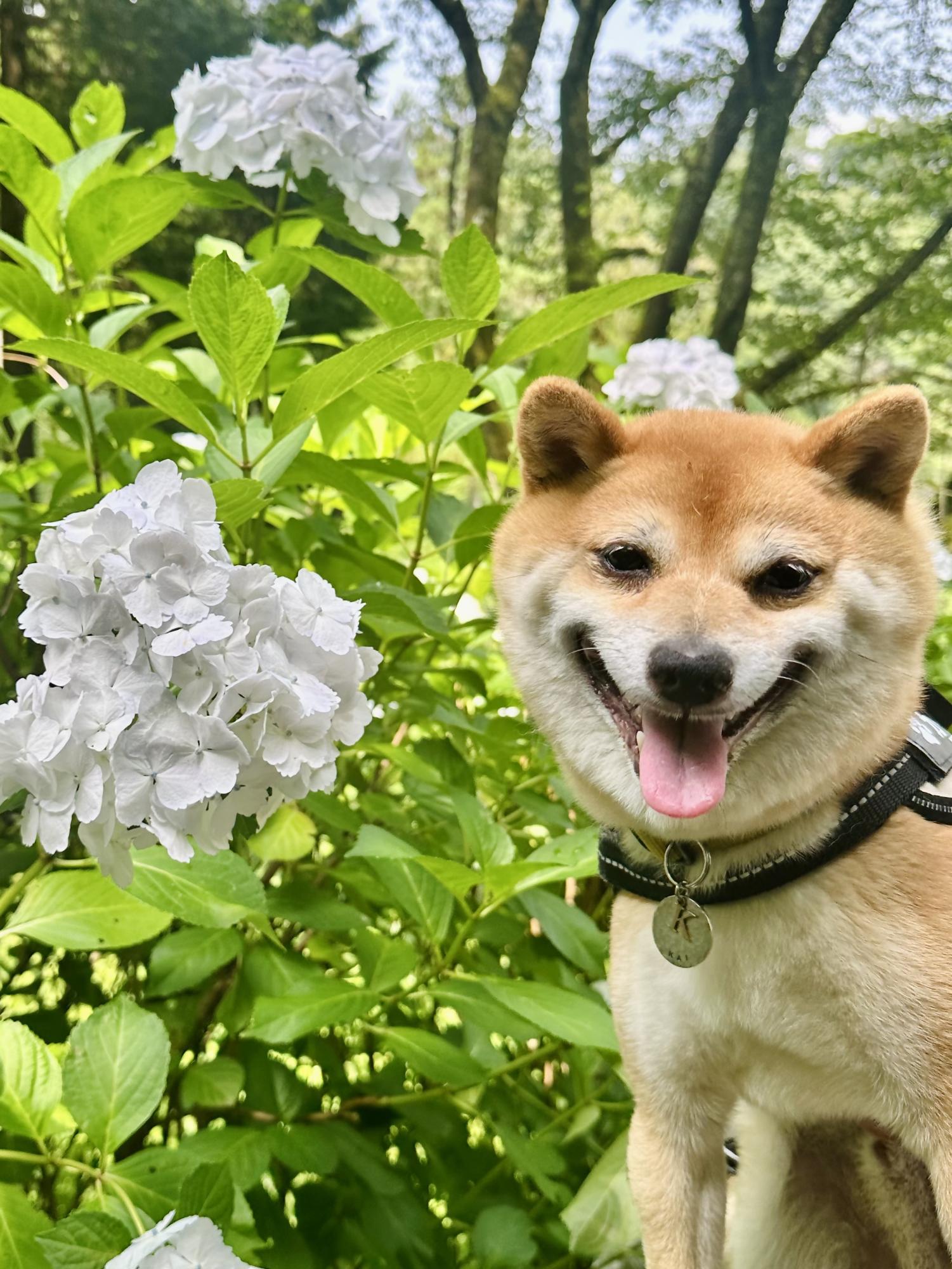 FMカオンが選んだナイスアツギ大賞の写真