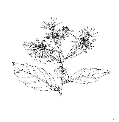 植物画のサンプル2