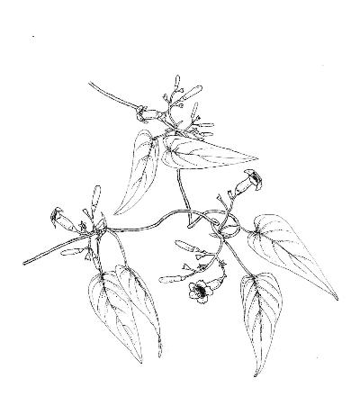 植物画のサンプル1