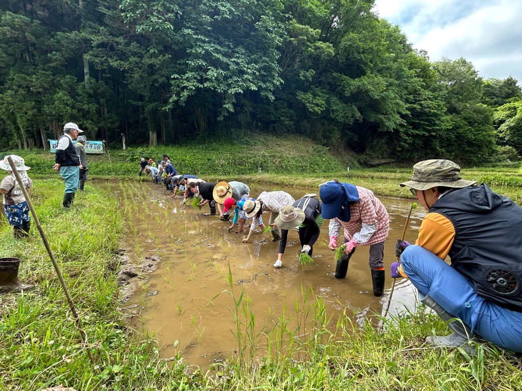 荻野三つ沢棚田での田植え