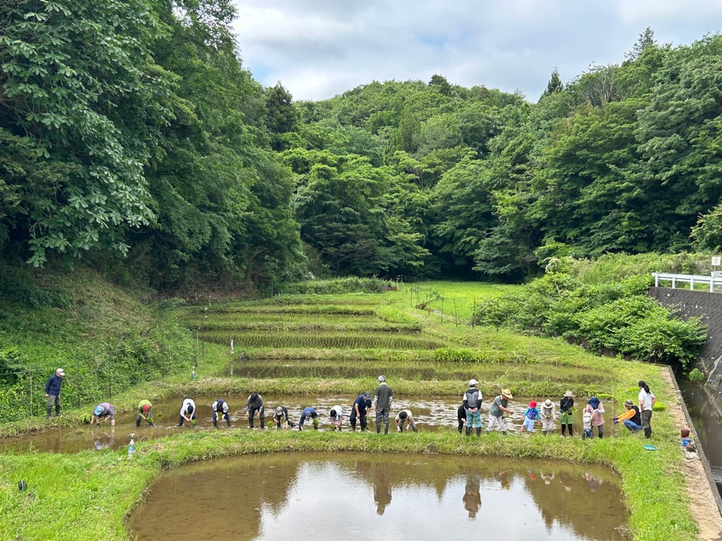 市民ボランティアによる田植えの様子