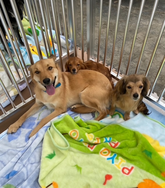 保護犬