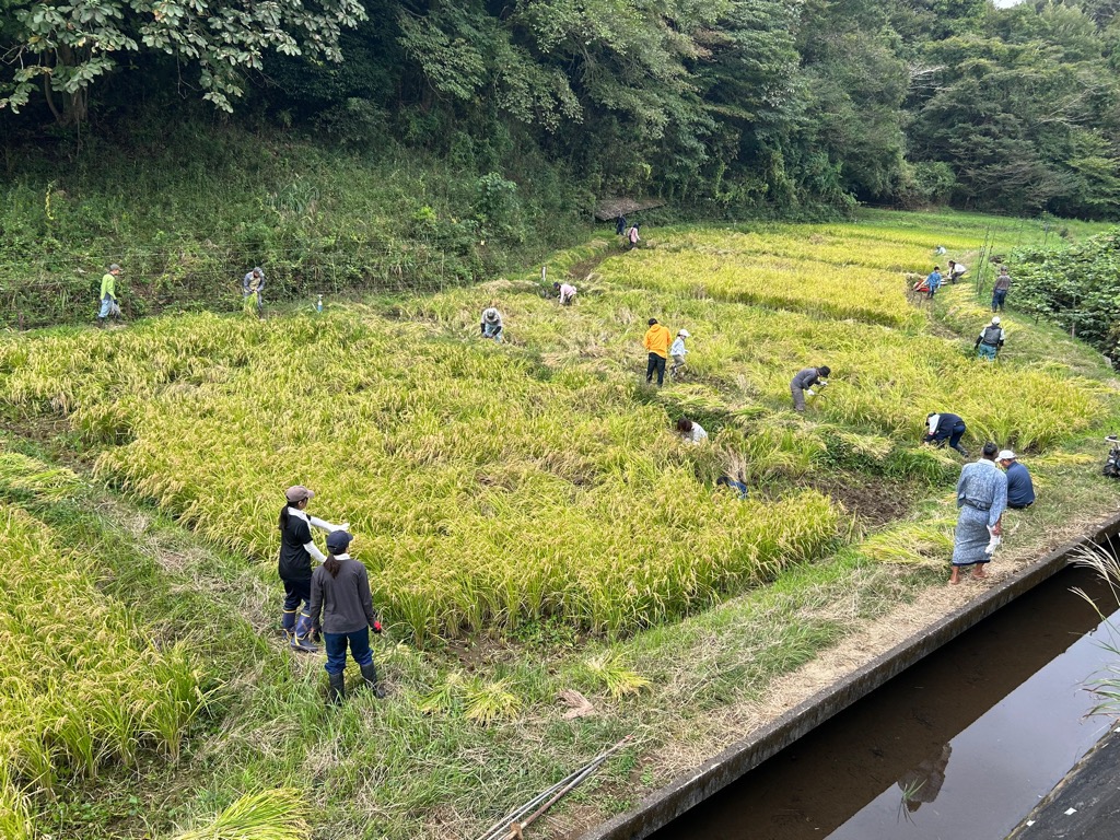 稲刈りの様子