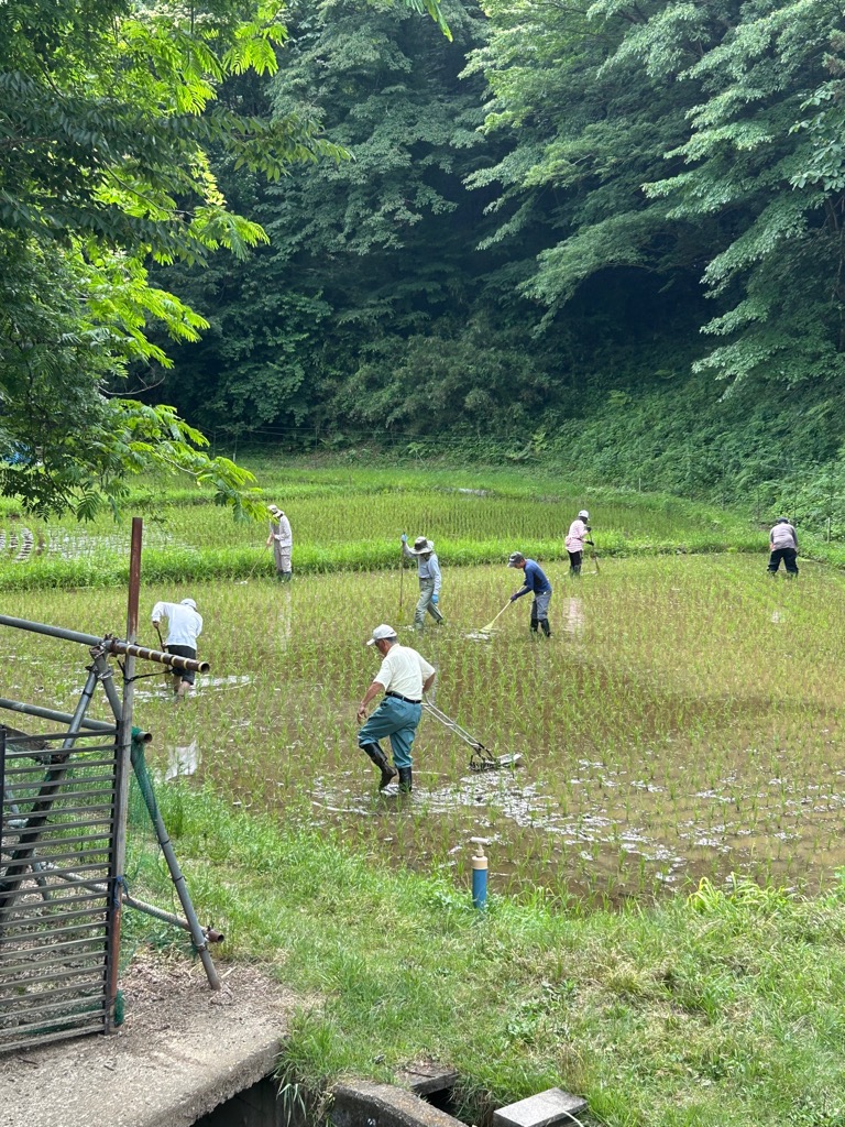 草取りの様子