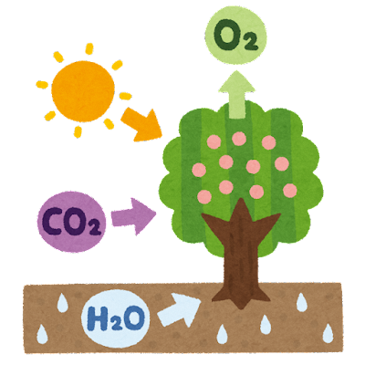 光合成をする木