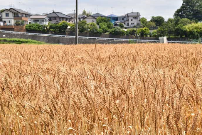 小麦畑写真