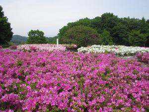 一面に咲いている濃いピンク色のつつじの先に薄ピンク色のつつじと白色のつつじの花が咲いており、その奥の木々が生い茂っている写真