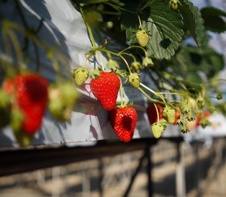 厚木のいちご