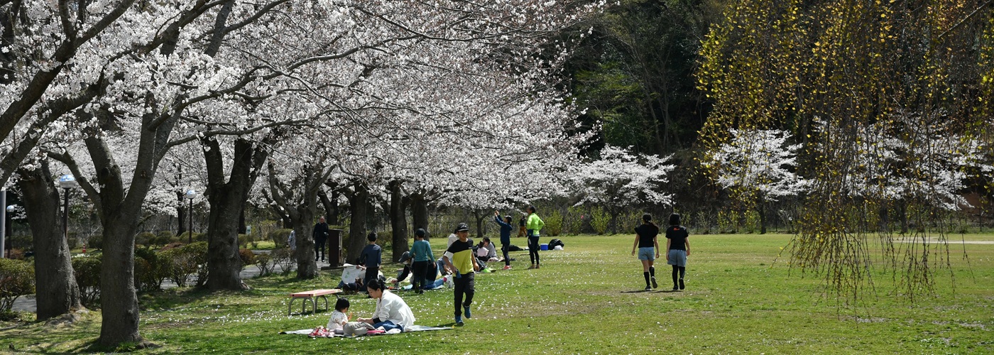 荻野運動公園の桜