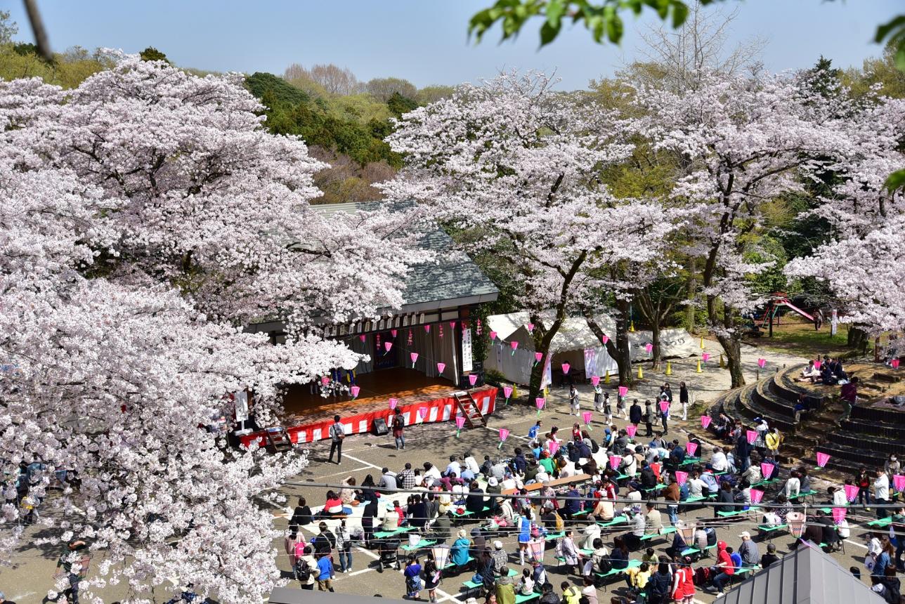 飯山桜まつり