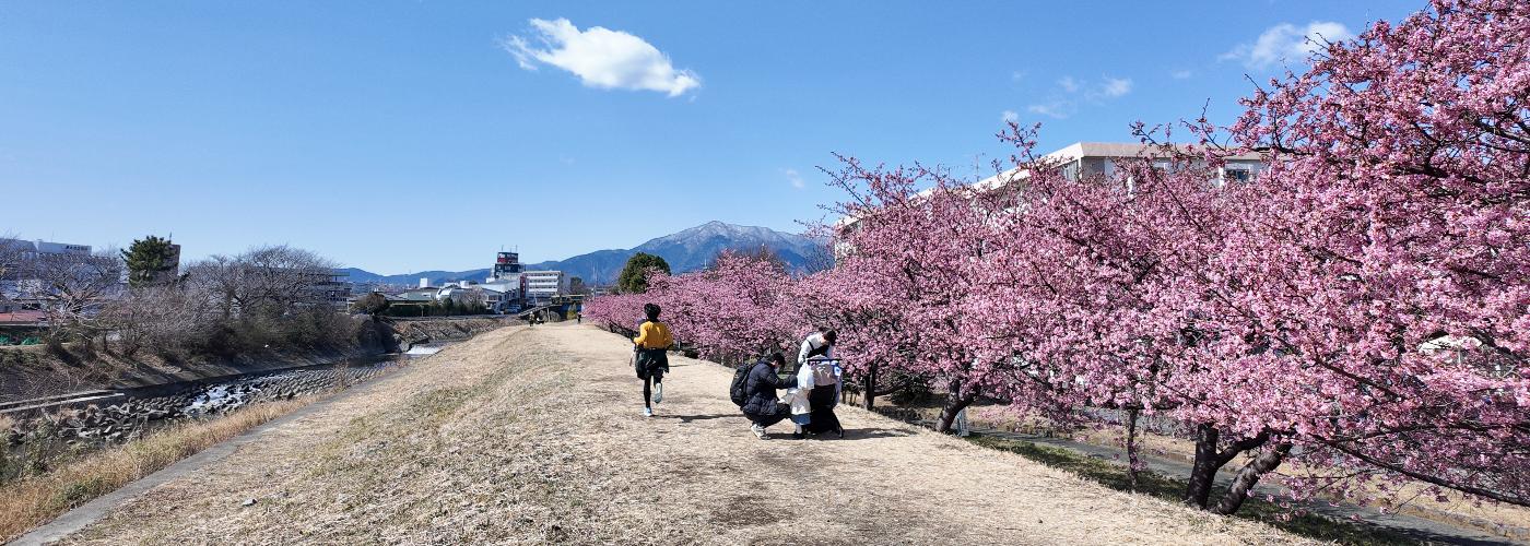 小鮎川沿いの河津桜