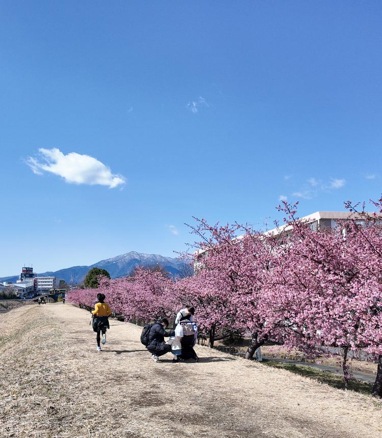 小鮎川沿いの河津桜