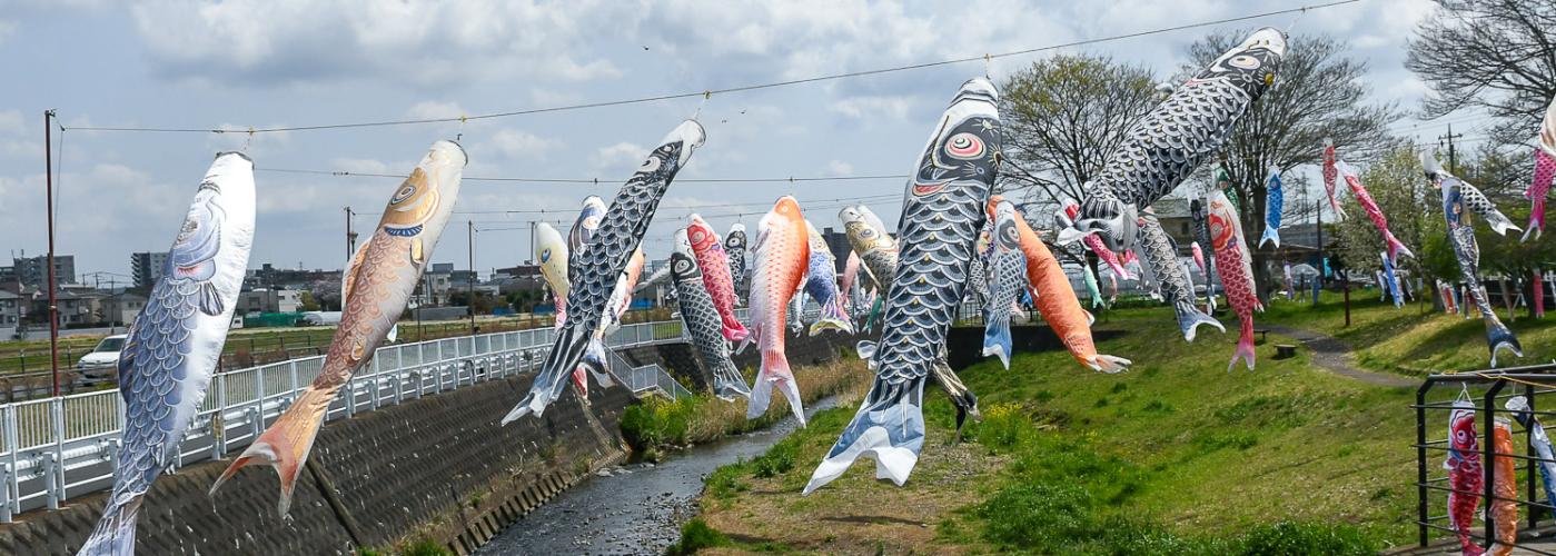 恩曽川のこいのぼりの写真