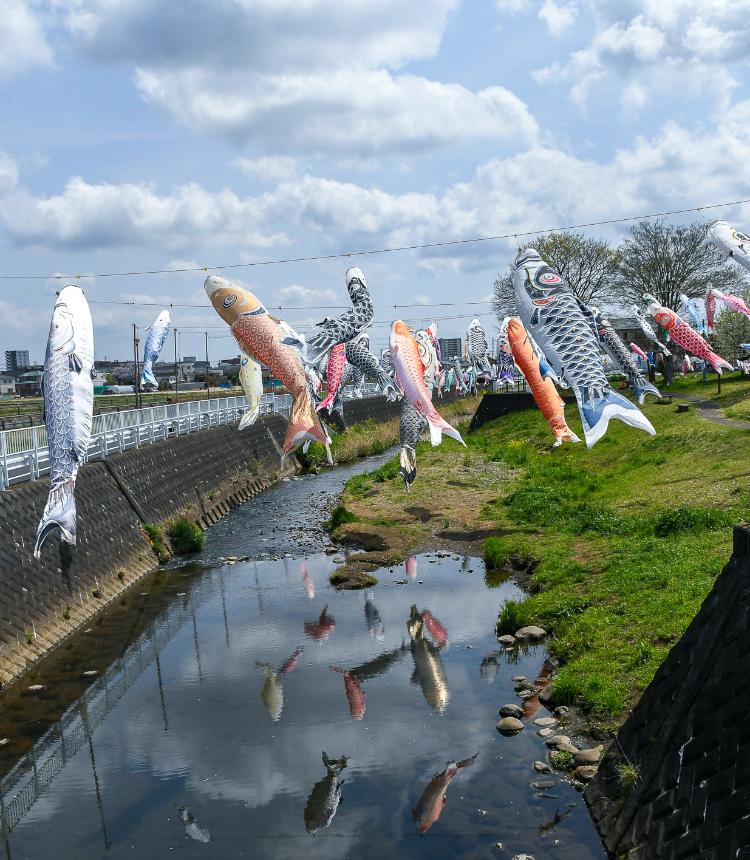 恩曽川のこいのぼりの写真