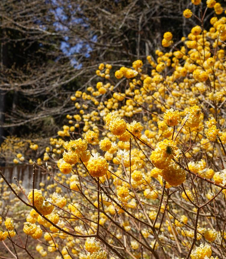 七沢のミツマタ