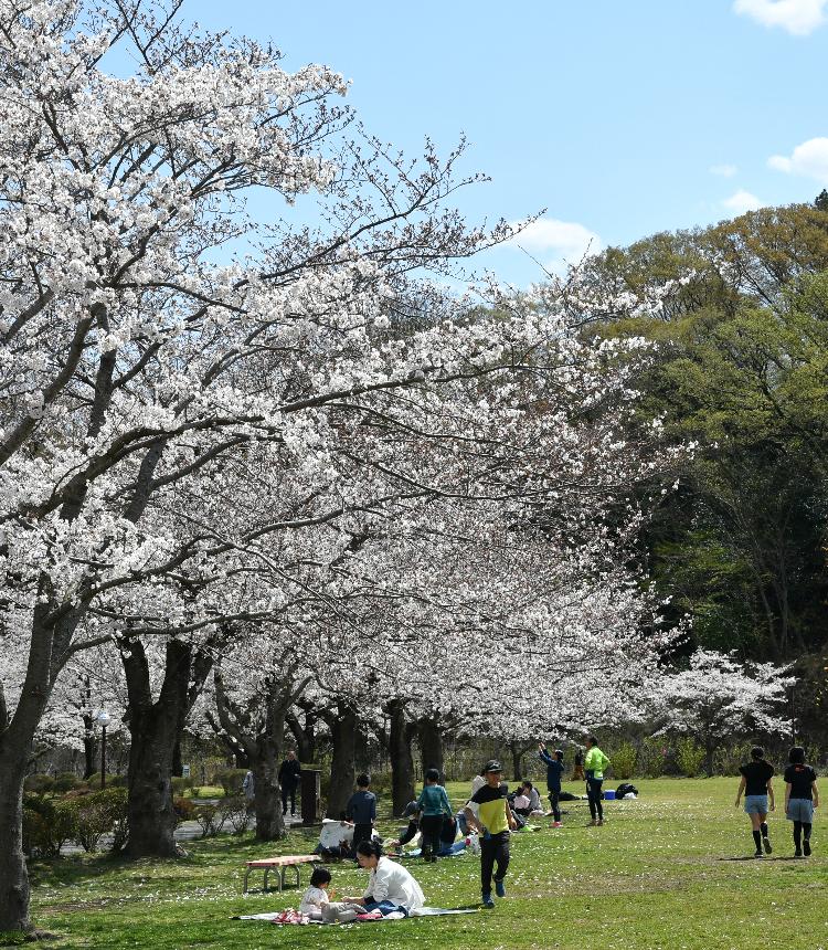 荻野運動公園の桜