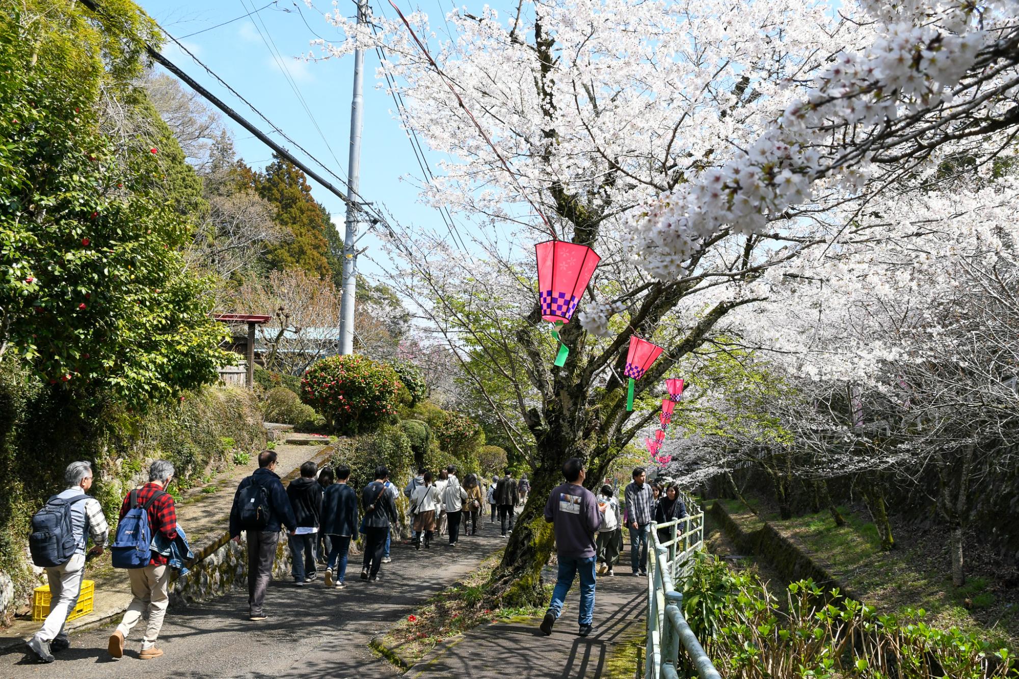 満開のサクラが来場者を出迎える