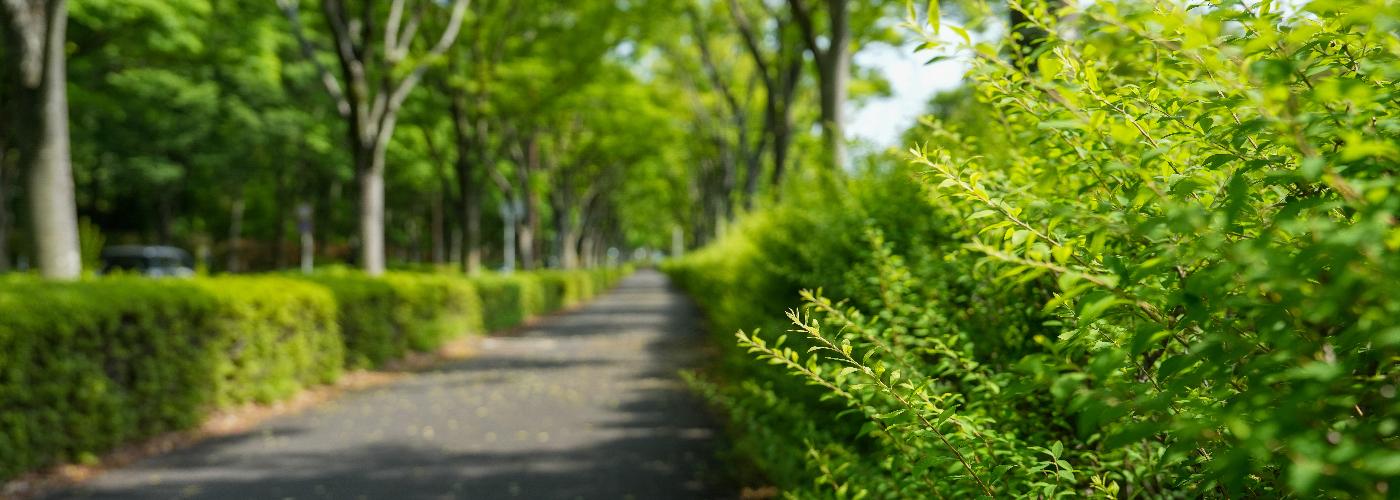 若宮公園の新緑