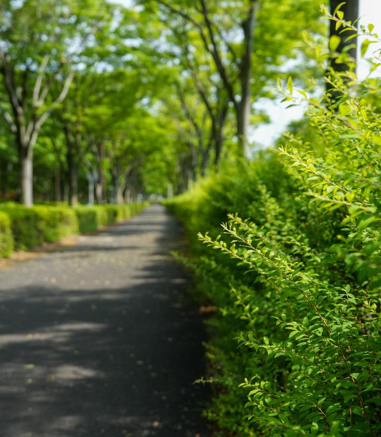 若宮公園の新緑