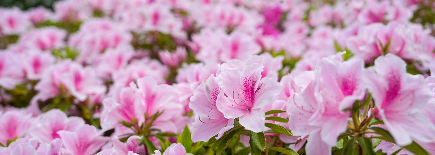 つつじの丘公園に咲くつつじ
