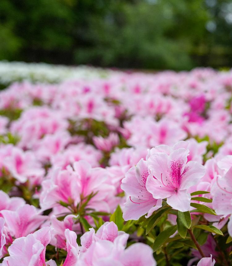 つつじの丘公園に咲くつつじ
