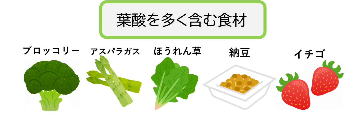 葉酸が多く含まれる食材
