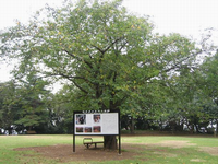 周囲に樹木が立ち並び、中央に1本大きな木が立っている前に看板がが設置されている写真