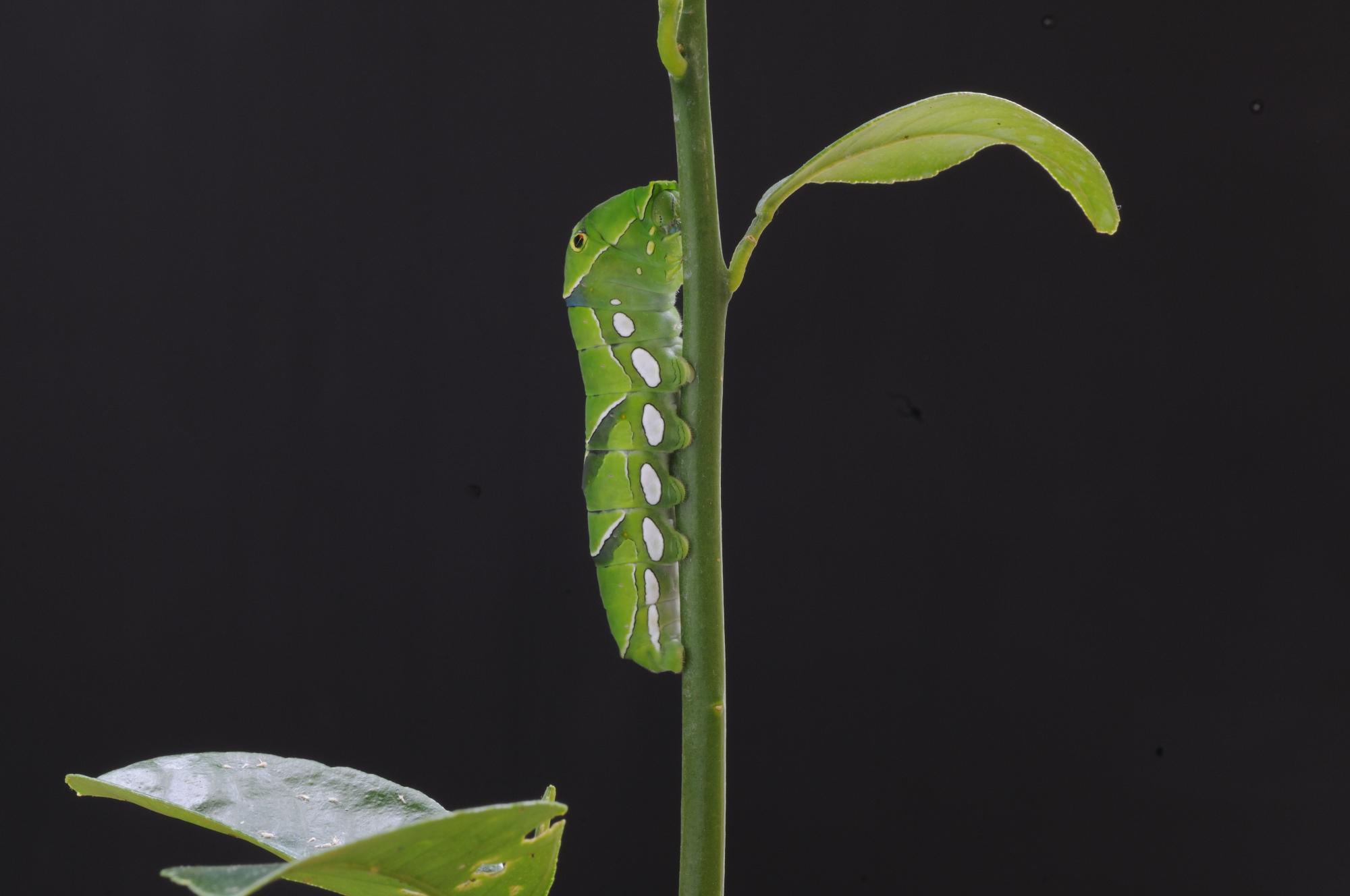 アゲハチョウの幼虫