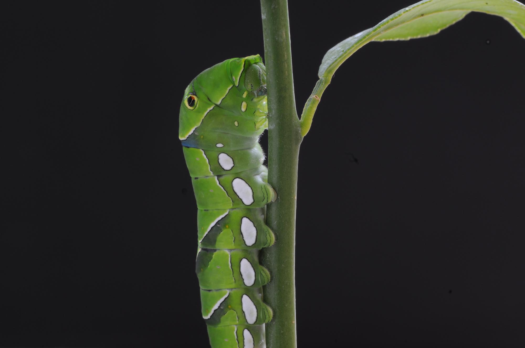 アゲハチョウの幼虫