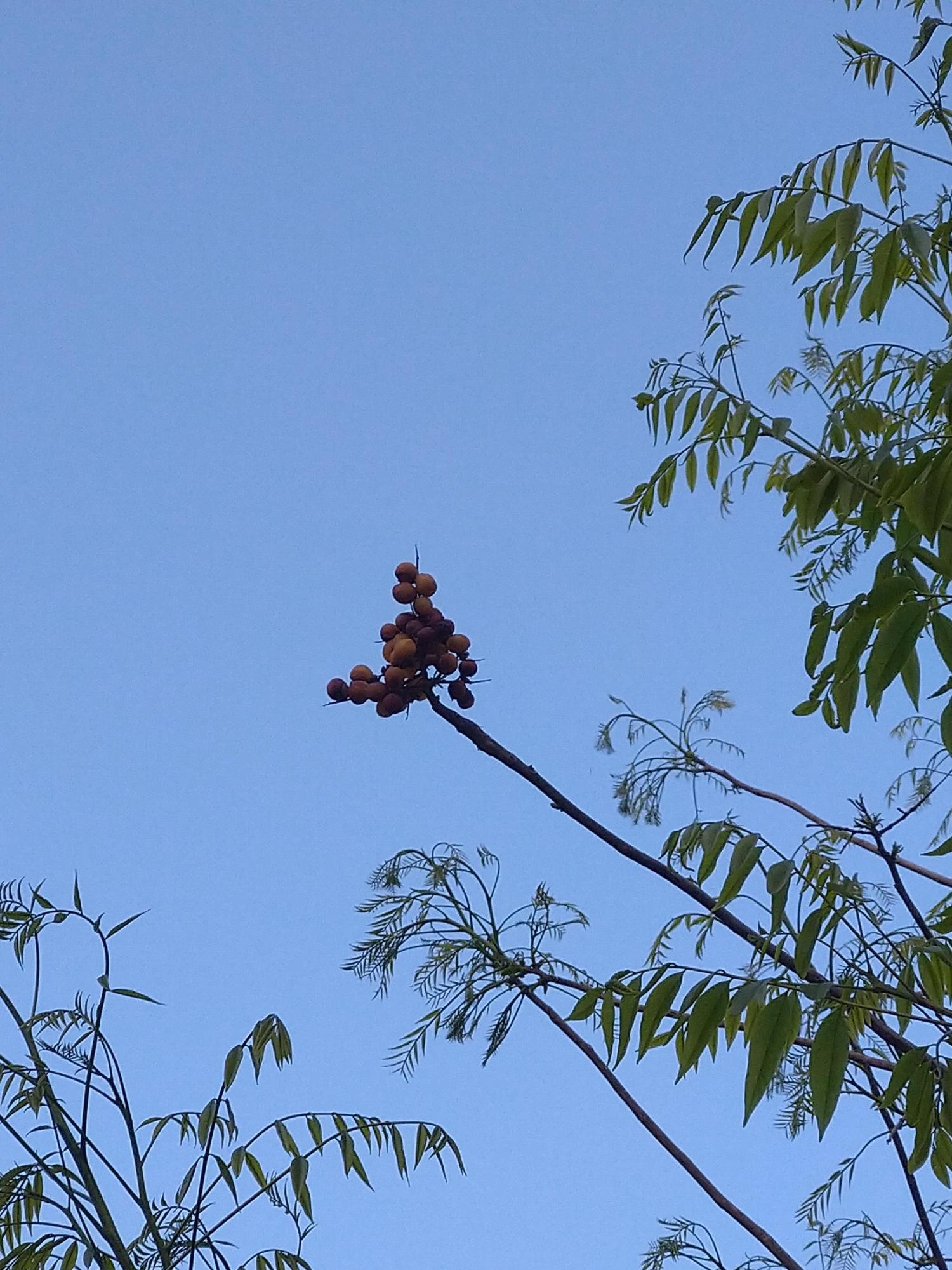 ムクロジの木と実