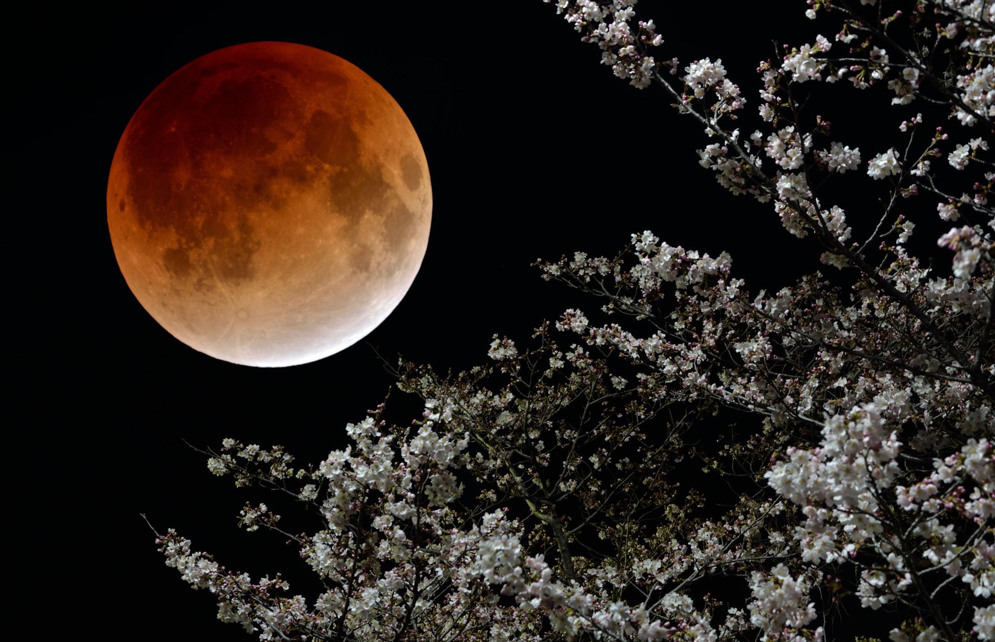 夜桜と皆既月食中の月