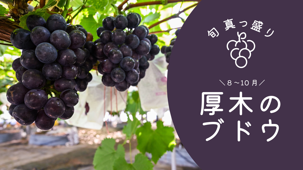 あつぎ愛テレビ2025年8月2回目