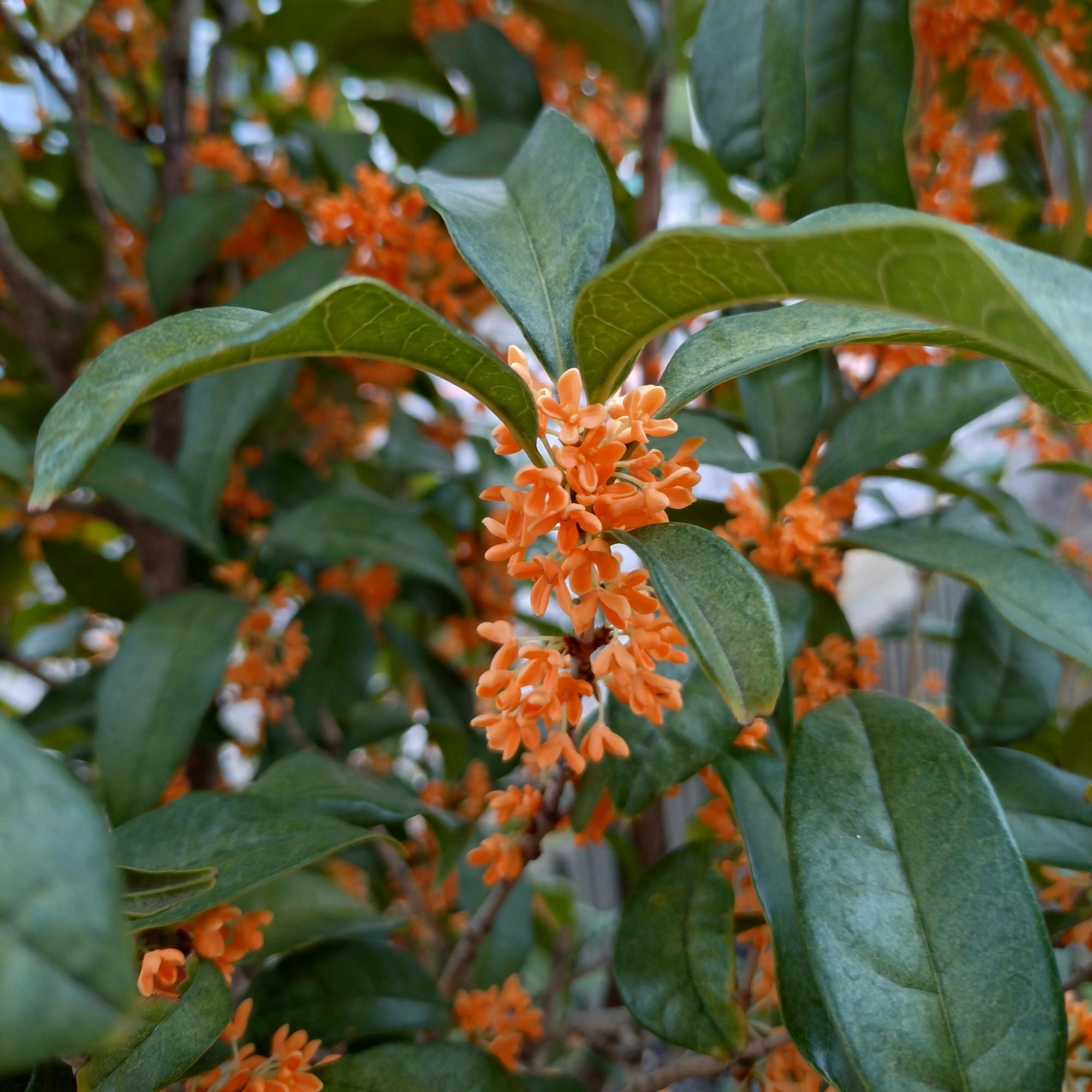 ナイスアツギ大賞 カナホシ