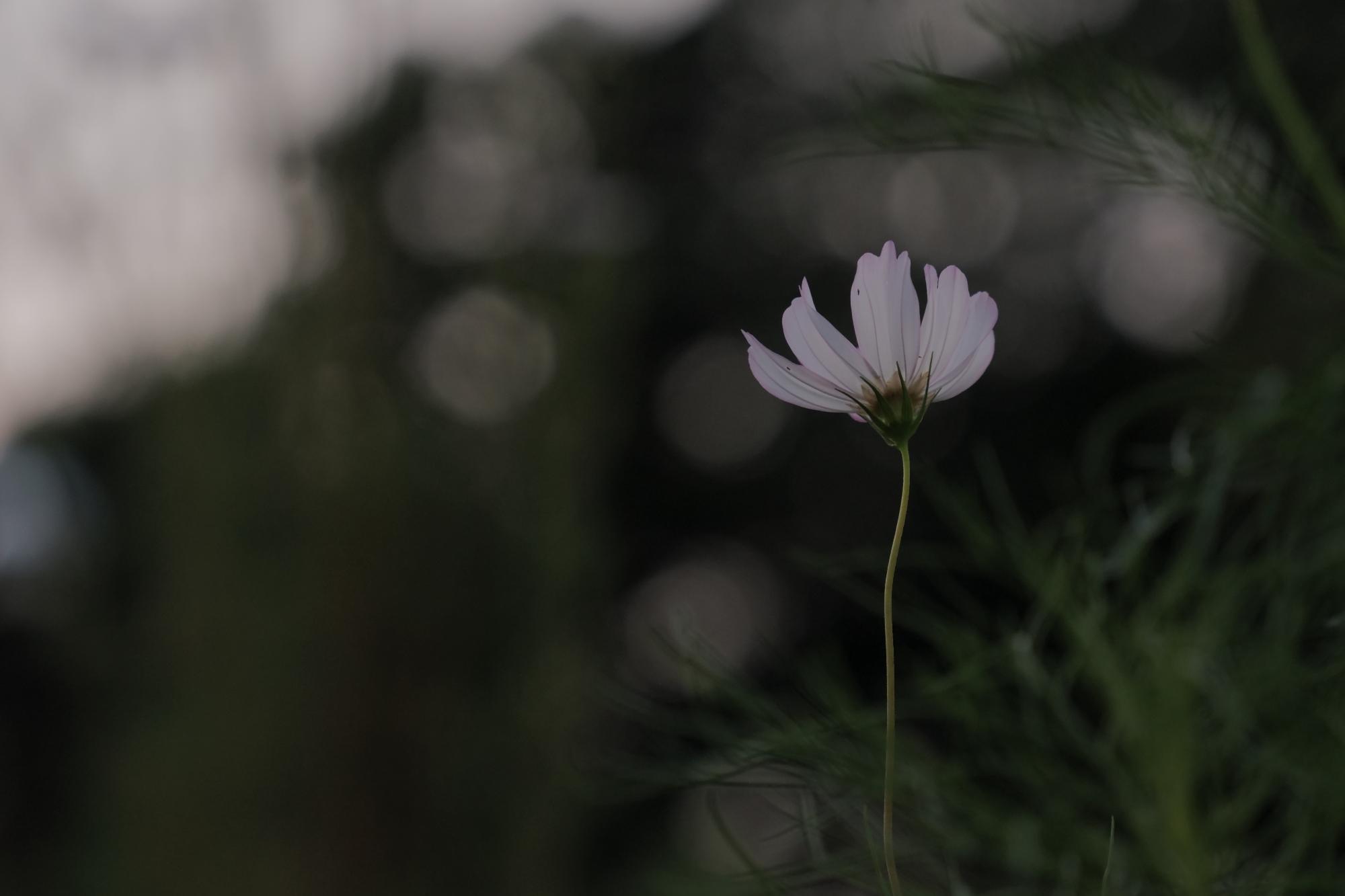 ナイスアツギ大賞 広報あつぎ