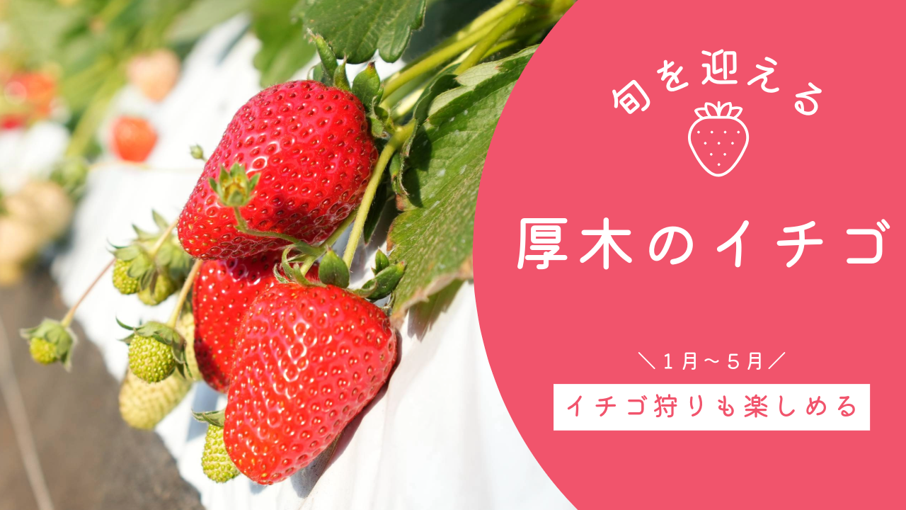 あつぎ愛テレビ2026年2月2回目
