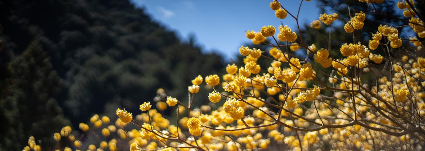 七沢のミツマタ