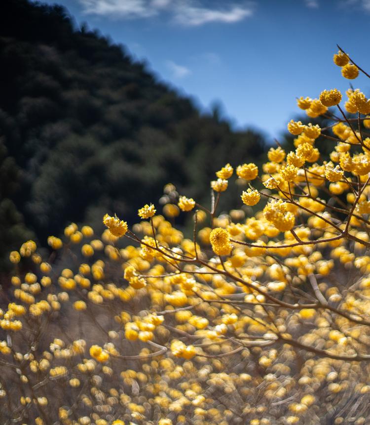 七沢のミツマタ
