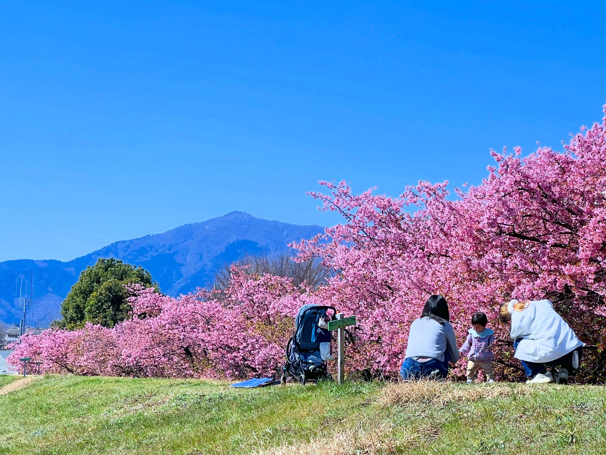 FMカオンが選んだナイスアツギ大賞の写真 小鮎川沿いの河津桜とそれをみる家族