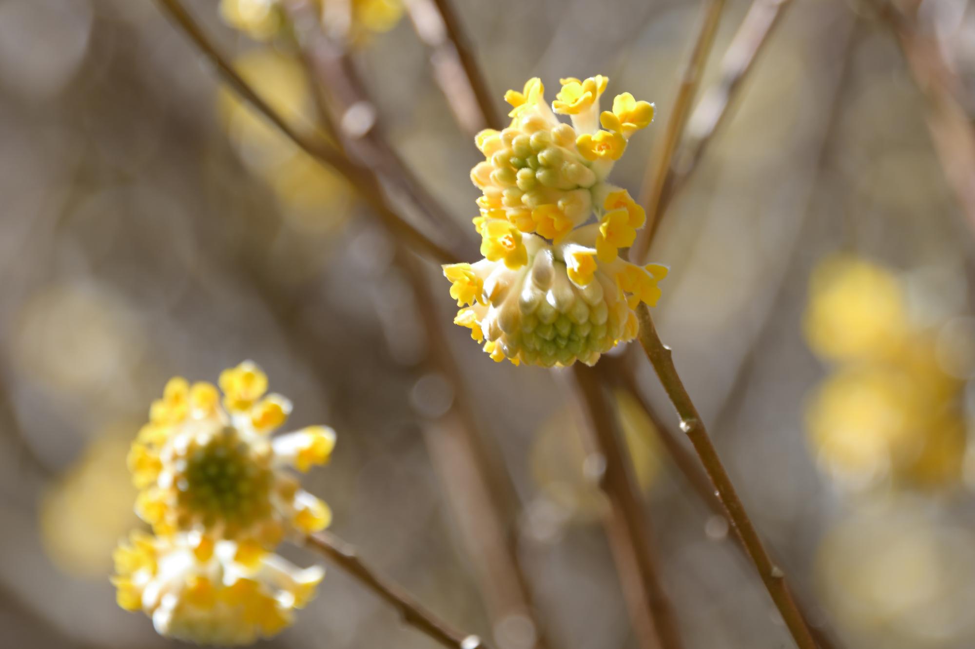 あゆちゃんねるが選んだナイスアツギ大賞の写真 不動尻のミツマタ