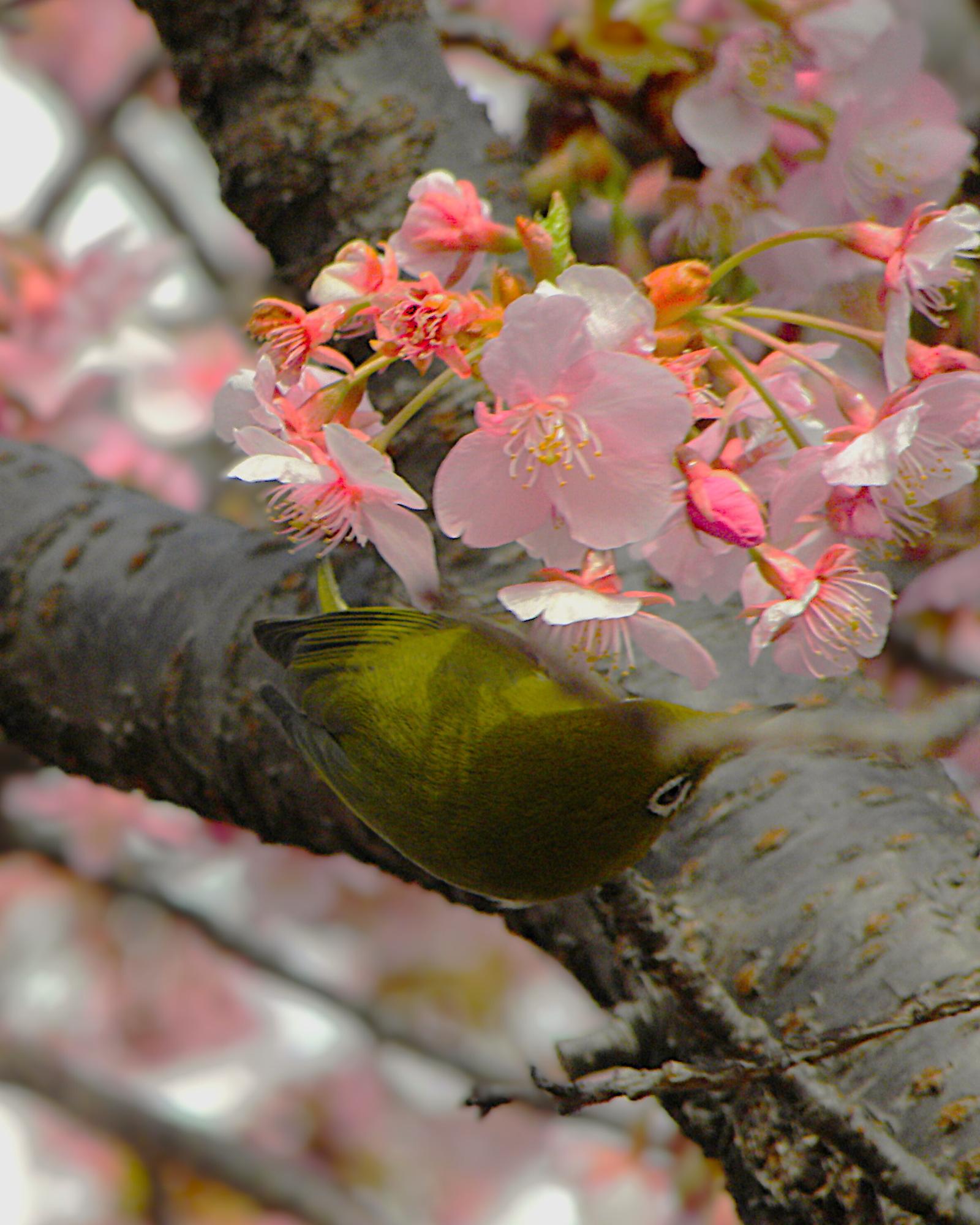カナホシが選ぶナイスアツギ大賞の写真 河津桜の枝にとまるメジロ
