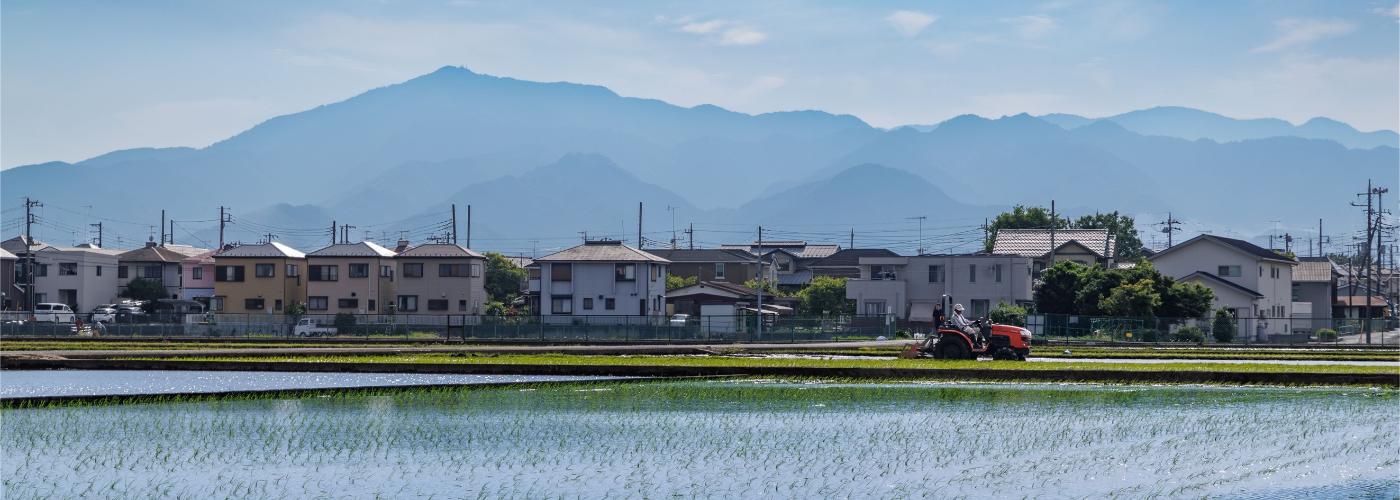 金田の田んぼ
