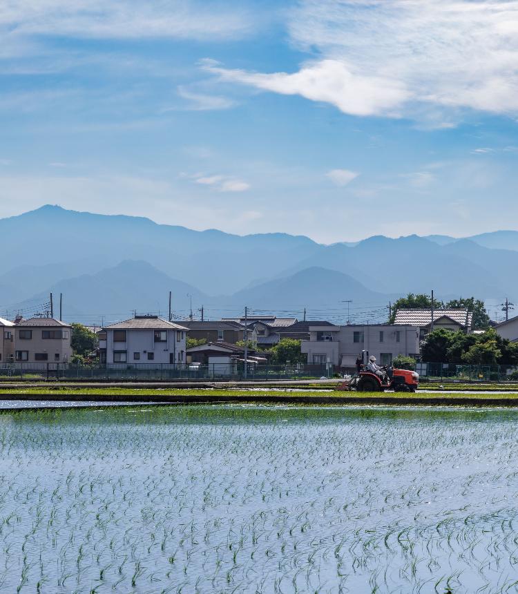 金田の田んぼ