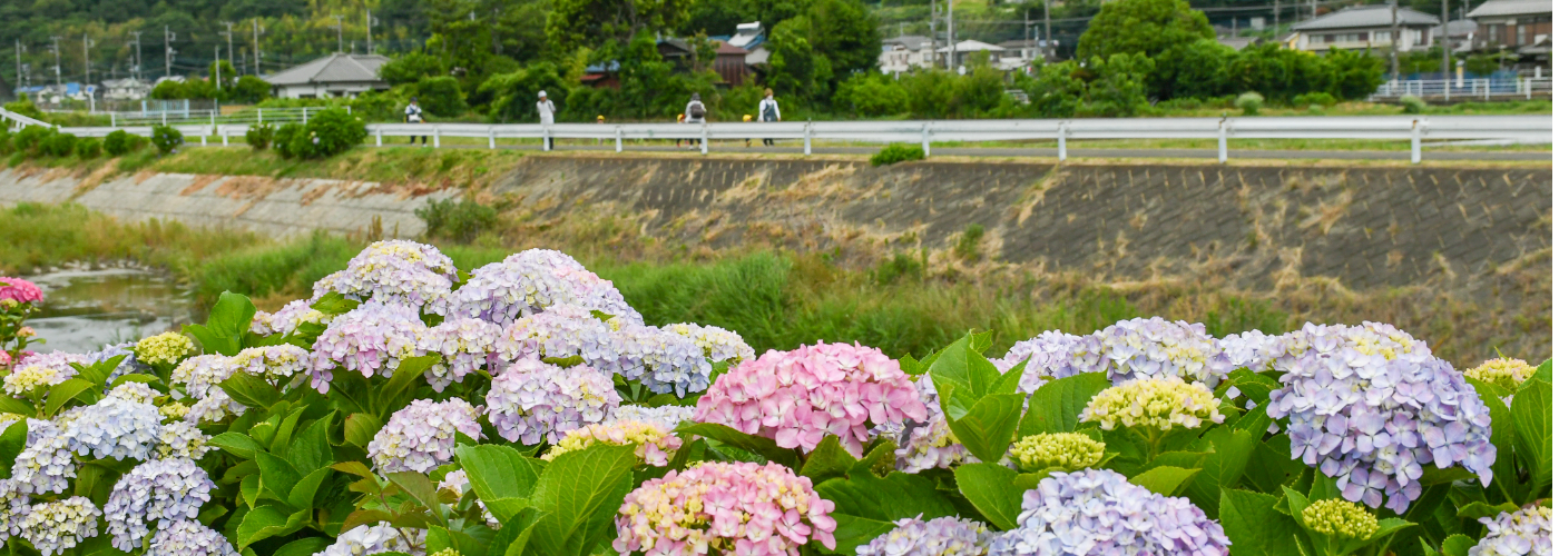 玉川沿いのアジサイ