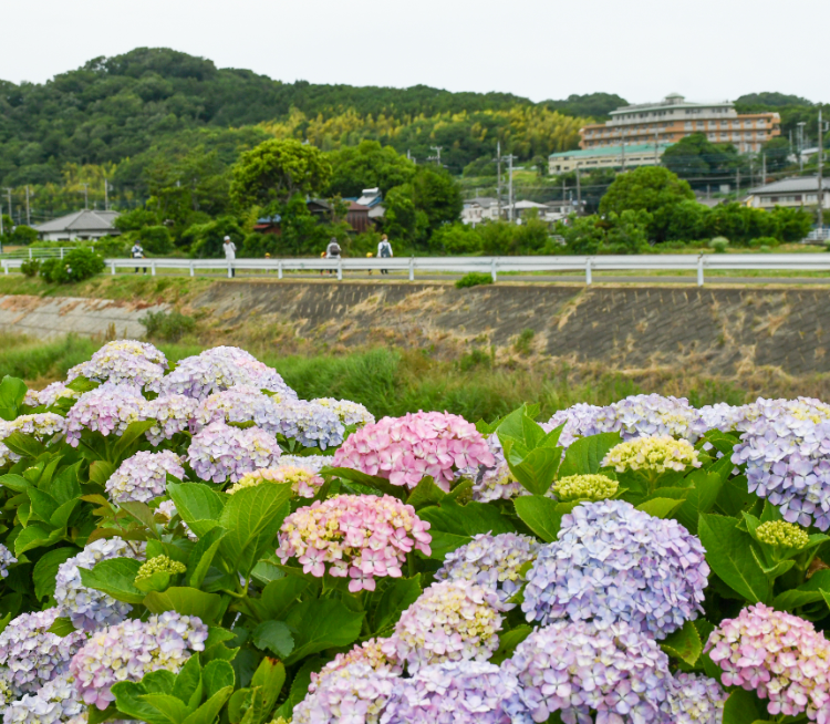 玉川沿いのアジサイ