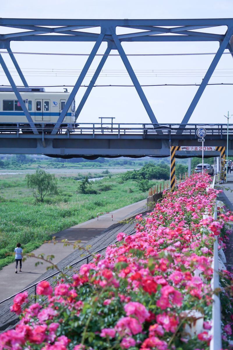 第53回広報写真コンクール入選の小田急線と薔薇