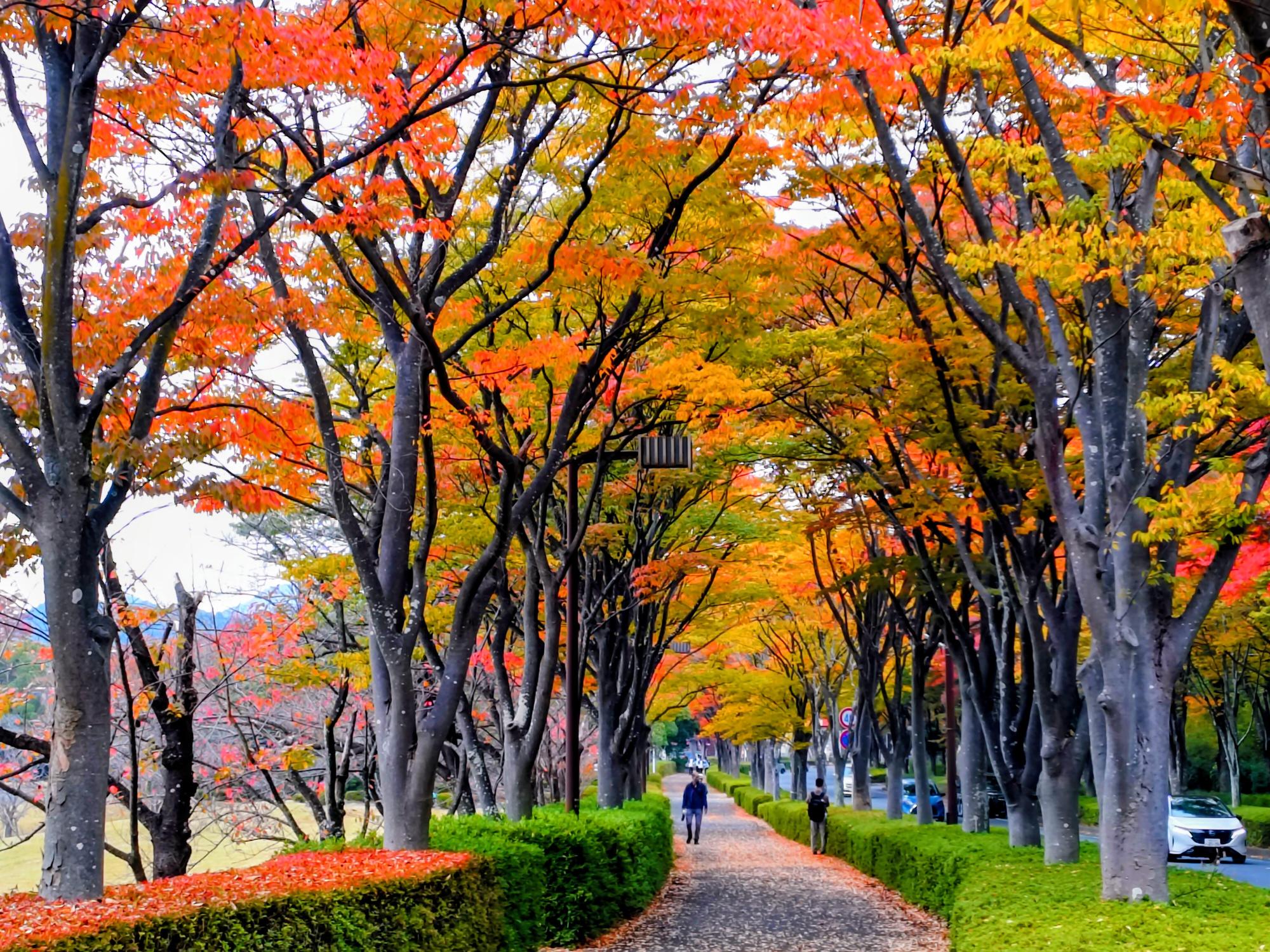 ナイスアツギ大賞 カナホシ