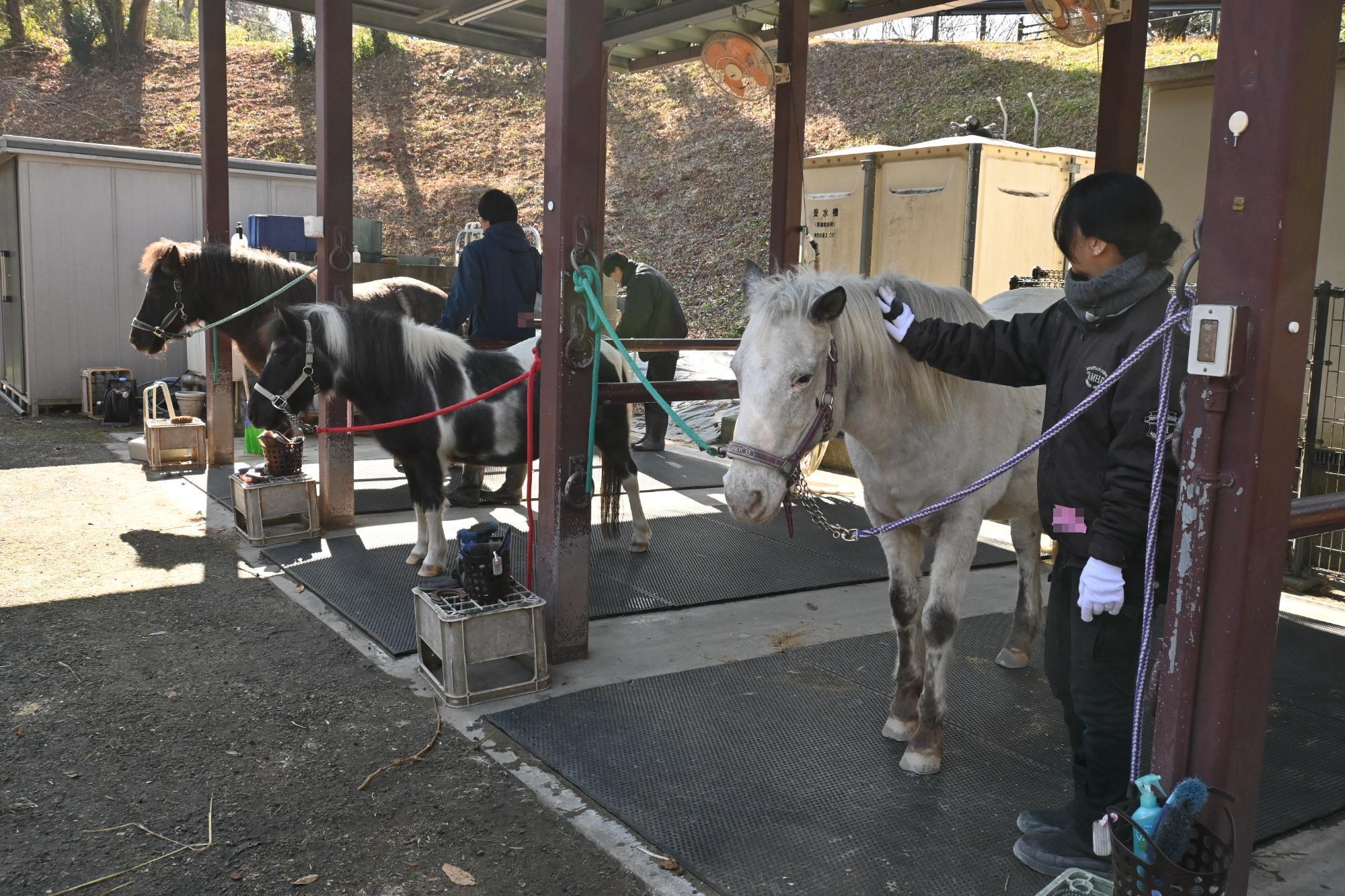 東京農業大学のウマ