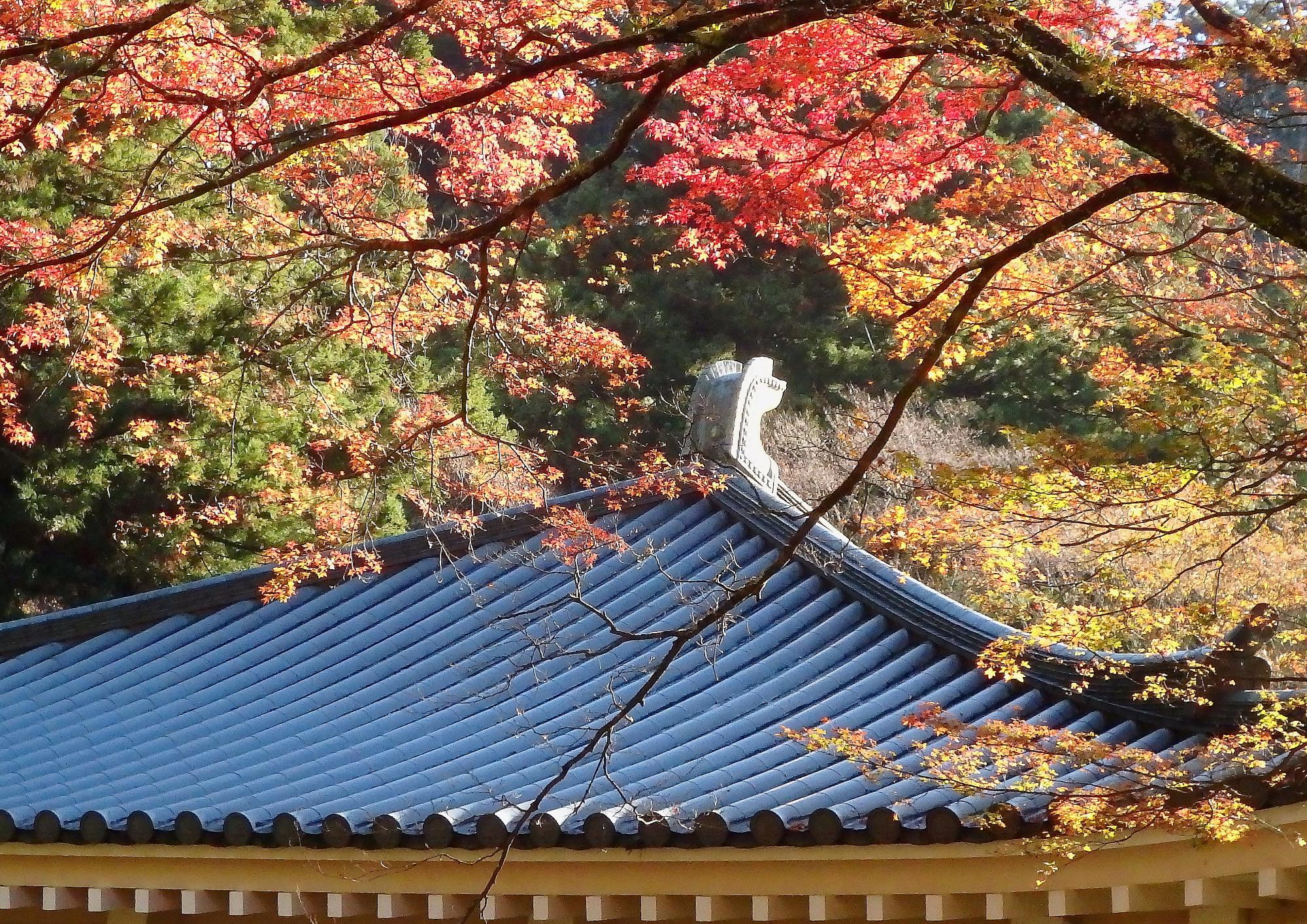 晩秋  大雄山