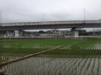 手前に稲が植えられた水田が広がり、奥に道路が見えている写真